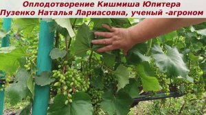 Оплодотворение нашумевшего кишмиша Юпитер- очень даже приличненько если честно,  всегда стабильное