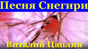 Песня Снегири Шансон для души душевные песни Виталий Цаплин