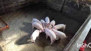 ДЕРЕВНЯ на Алтае,простая деревенская жизнь,свиья с поросятами