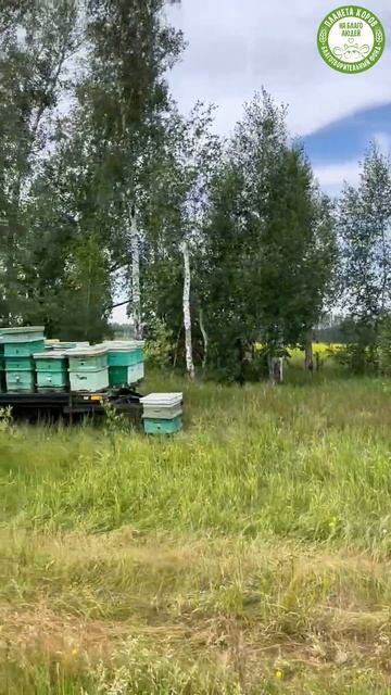 Пчёлы настоящие герои полей! 🐝