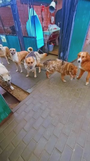 "Будничные заботы старшей стаи" ❥ Приют в Малинках