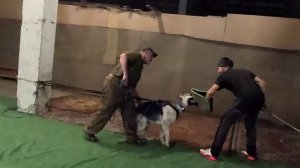 Самонаводящаяся торпеда Джаз