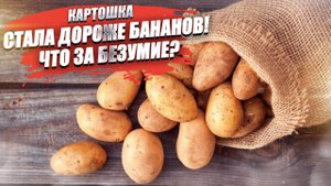 Картошка стала дороже бананов – а чем на это ответит Белоруссия?