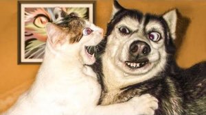 ПРИКОЛЫ С ЖИВОТНЫМИ ДО СЛЕЗ #85 Смешные КОТЫ И СОБАКИ  Приколы