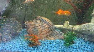 ЗОЛОТЫЕ РЫБКИ