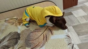 Мне одели модную кофточку — делюсь впечатлениями