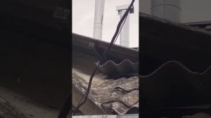Кто кого переглядит: снайперы глазами  . 
Боевые коты.