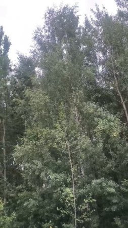 Лес на ветру. Пение птиц