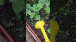 УНИВЕРСАЛЬНАЯ ПОДКОРМКА ДЛЯ ОГУРЦОВ ПЕРЦЕВ И БАКЛАЖАНОВ
