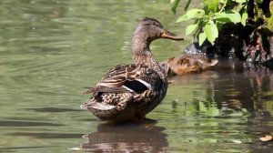 Утки, утята и тёплый день в Академгородке 🌿🦆  Птицы Новосибирска