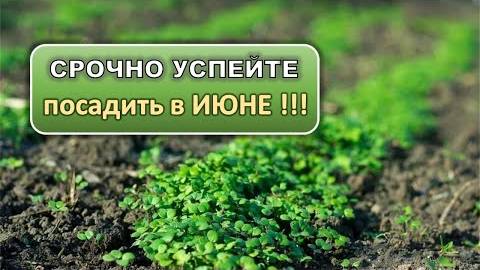 САЖАЕМ СРОЧНО! ТОП 5 идей ! Еще успеем собрать полноценный урожай!!!