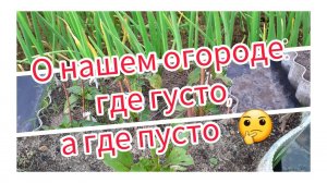 О нашем огороде: где густо, а где пусто.