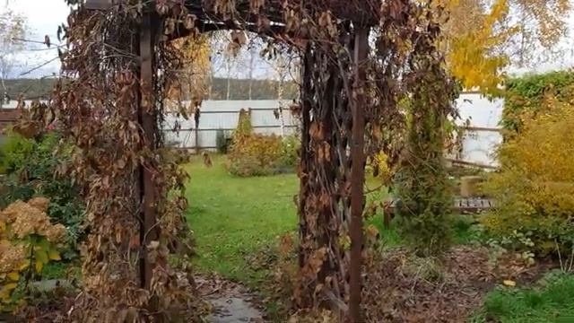 Мой летний огород часть (2)