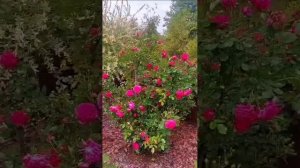 Время роз 🌹🌹🌹