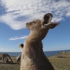 Кенгуру 🦘 танцует