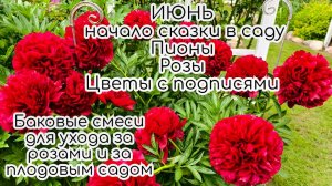 ИЮНЬ начало сказки в саду. РОЗЫ, ПИОНЫ, много цветов. Баковая смесь для ухода за розами