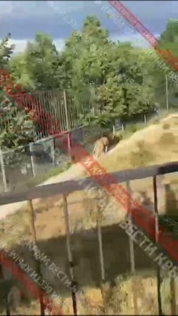 В сети появились кадры того, что происходило сразу после нападения льва на Олега Зубкова.
