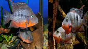 Цихлазома Меека             (УХОД И ВЫРАЩИВАНИЕ)