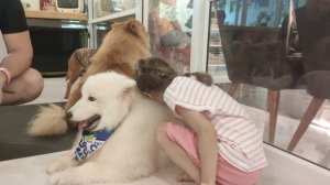 dog кафе