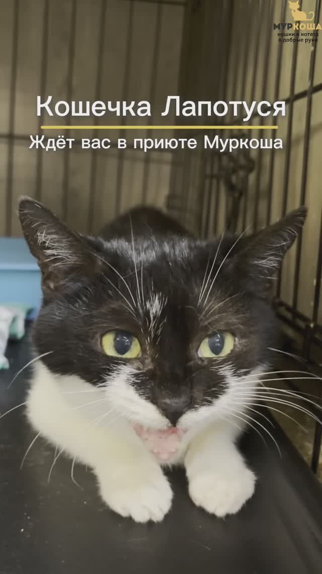 Лапотуся ждёт вас в приюте #Муркоша