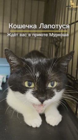 Лапотуся ждёт вас в приюте #Муркоша