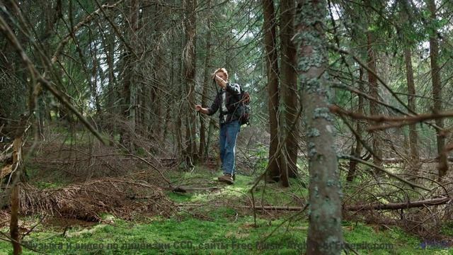 Звуки, используемые для клонирования сознания - это реально - I Could Write -- Ayla Nereo -- Beheld