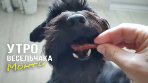 Утро Веселого Шнауцера. Миссия Невыполнима.