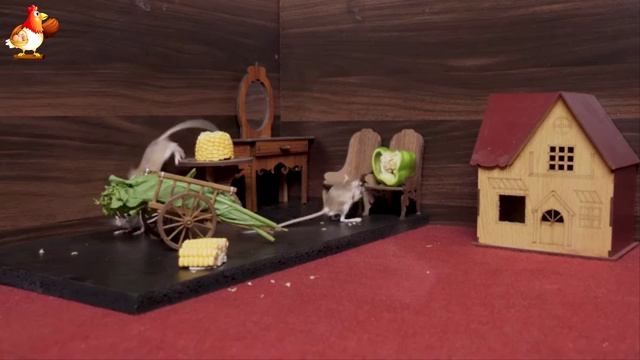 Видео для кошек про крысок развлекать питомцев 🐭🐀😂 (165)