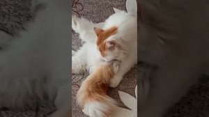 Здравствуйте,Киски.
