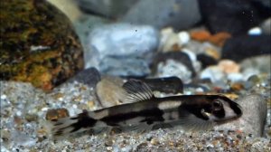 Яошания пакхикхилус       / описание - содержание /