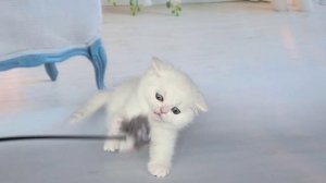 Apollon Lusy Style.mp4