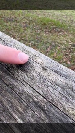 🐜 Сфоткает на паспорт даже муравья