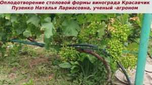 Оплодотворение столовой гибридной формы виногарада Красавчик, очень хорошо, по одной грозди на лозу