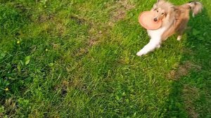 Вик, роллы, 5.5. месяцев, июнь 25