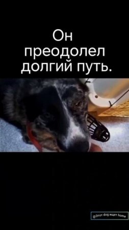 Спасённая жизнь