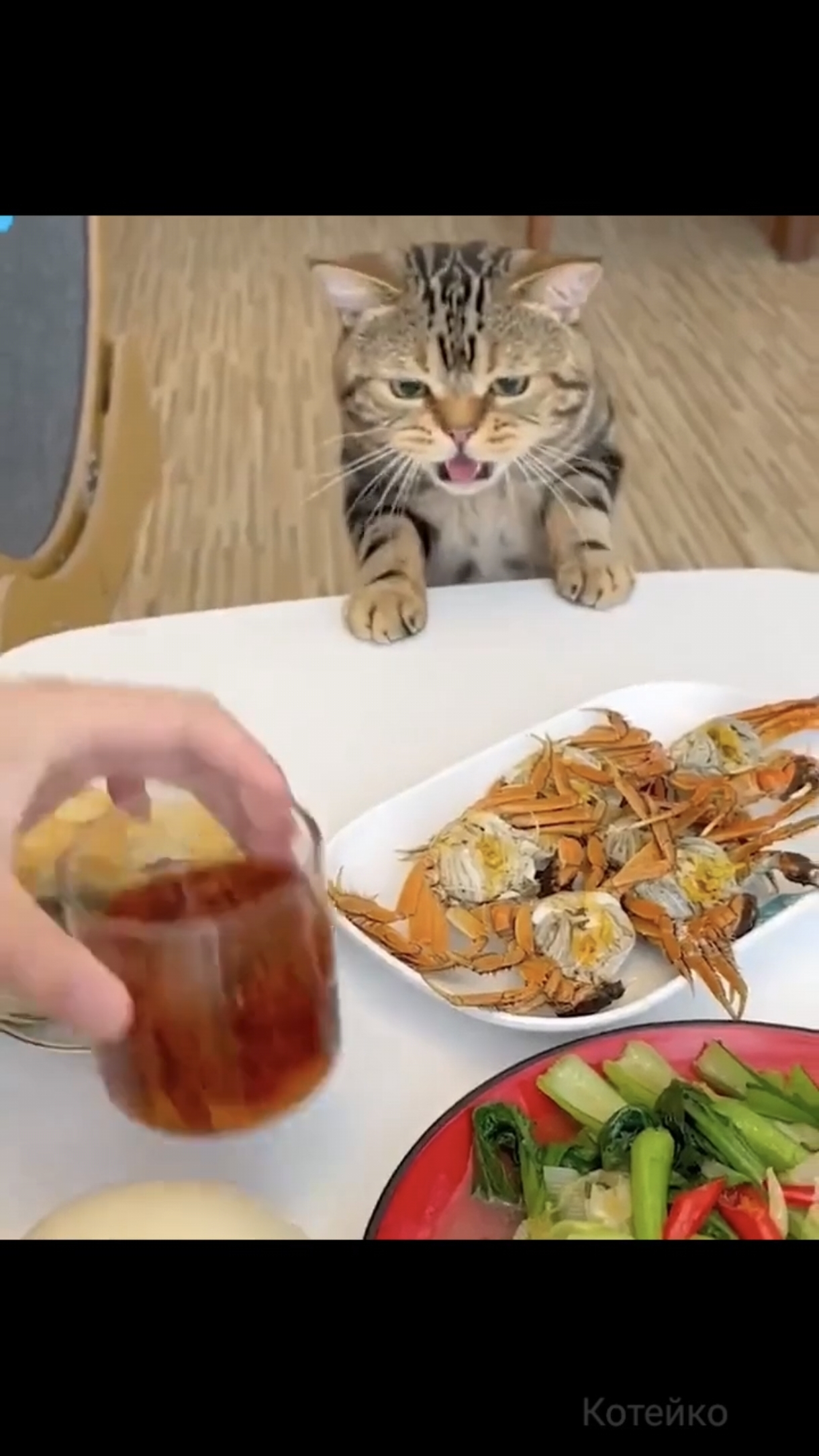 Кота вообще не кормят..
