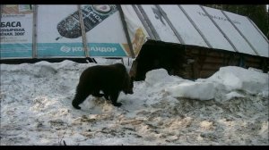 фотоловушка на избе