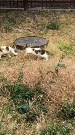 Котятки