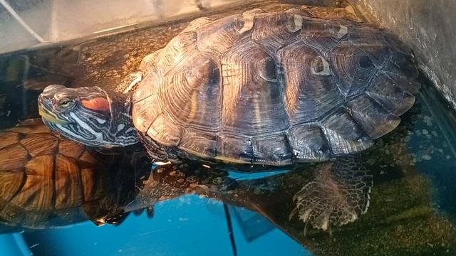 Красноухая черепаха 🐢 22-06-2025