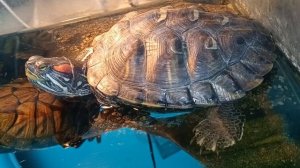 Красноухая черепаха 🐢 22-06-2025