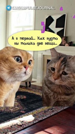 Хочется только это (Мяукаем в телеграм Импульс Журнал 👉 @impulsejournal ) #пустьговорят #коты