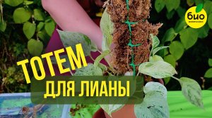 Делаем тотем для лианы своими руками