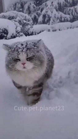 Забавные животные
