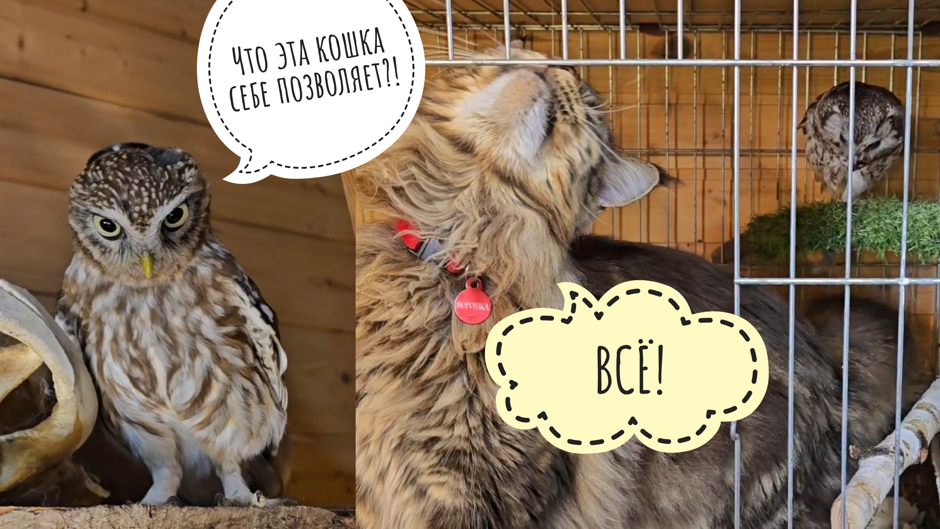 Кошка Морошка проверяет дела сыча Чучундрия. Сыч Лучик получил подарочек. Дела у новых сов