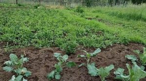 Прополка огорода и первый урожай.