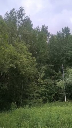 Парк. Немного пения птиц