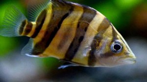 Тигровый окунь В АКВАРИУМЕ