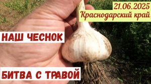 Что с нашим чесноком? Битва с травой(21.06.2025)