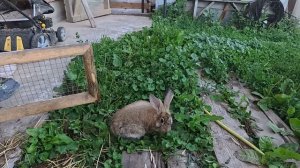 выпускаем кракена