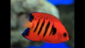 Огненный (центропиг) ангел